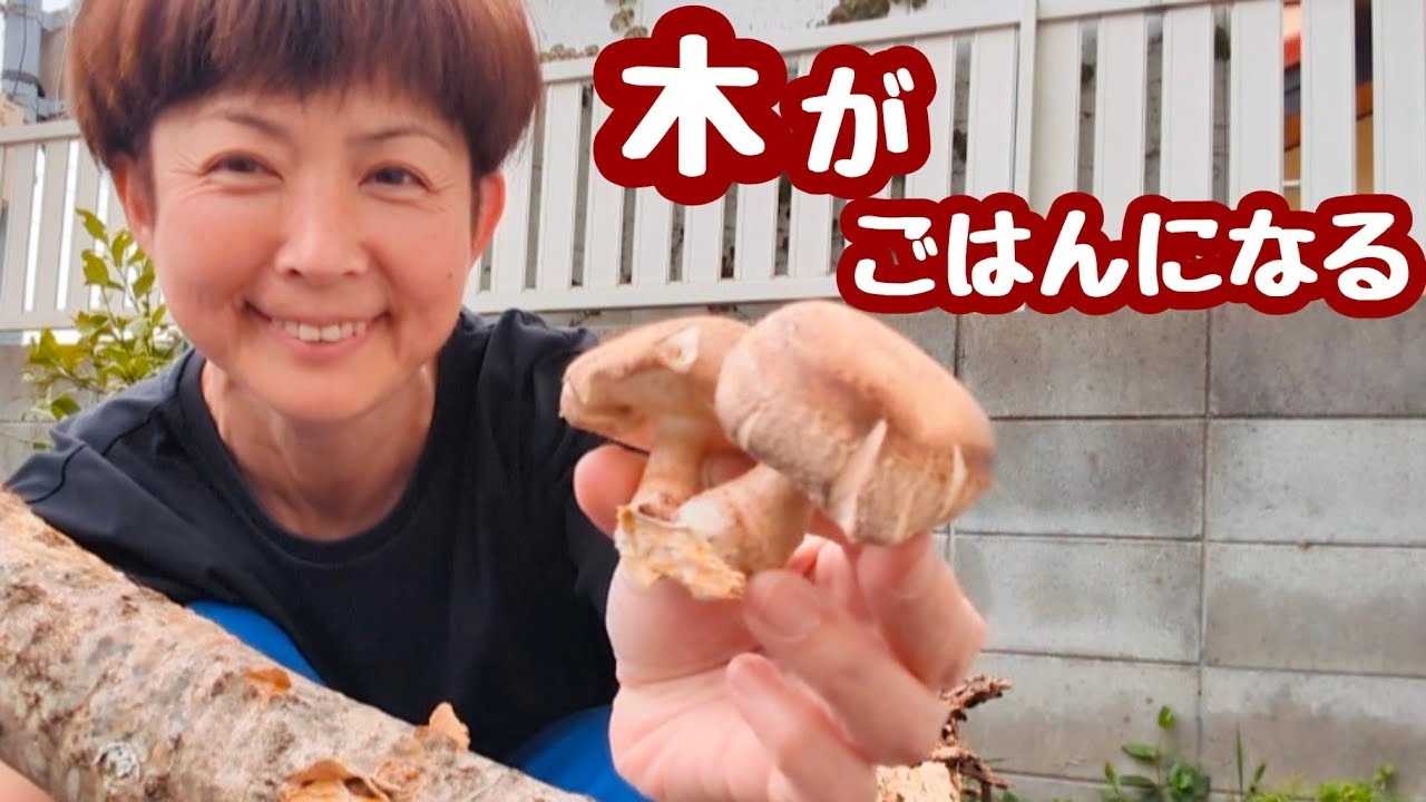 切った木が、また命になる日