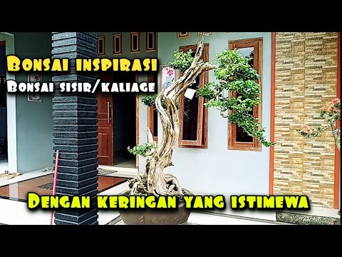 BONSAI SISIR ISTIMEWA || BONSAI INSPIRASI - YouTube