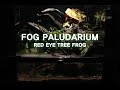 안개 자욱한 개구리 팔루다리움 Red Eye Tree Frog Paludarium 450*450*600