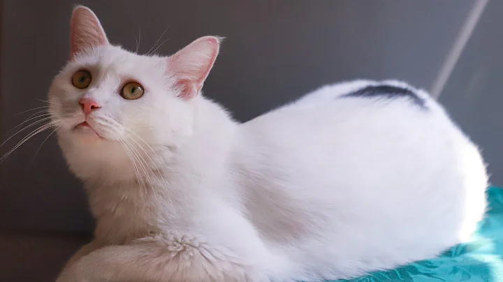 Video 10433271: cat breed turkish angora, american cat breeds, cat breed facts