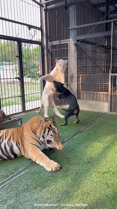Snowy and Dog playing but Kenzo🐯 🤨