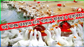 অর্ধ আবদ্ধ অবস্থায় হাঁস পালন পদ্ধতি এবং এর সুবিধা ও অসুবিধা।
