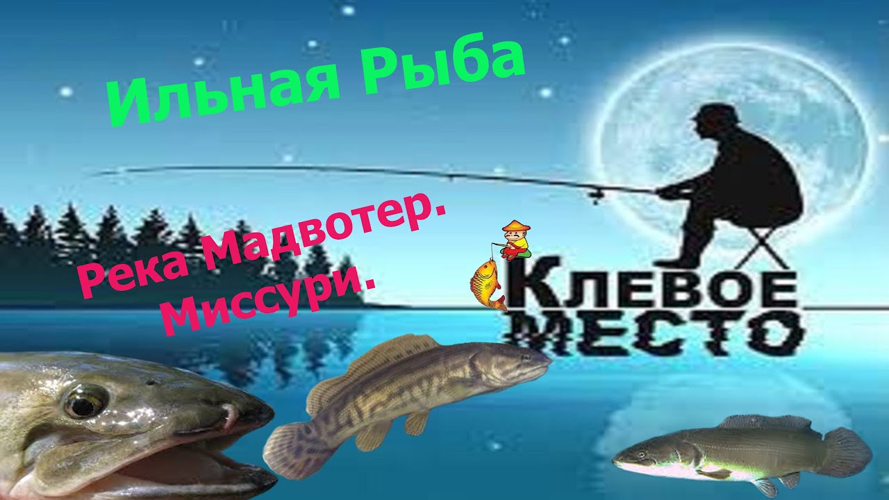 Река мадвотер fishing planet. Fishing planet ильная рыба. Самая большая рыба в фишинг планет. Fishing planet ильная рыба. Река мадвотер fishing planet.