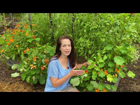 Vidéo: Companion Planting With Persley - Quels sont les bons compagnons pour le persil