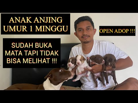 Video: Ujian Untuk Anak Anjing Berusia Tujuh Minggu