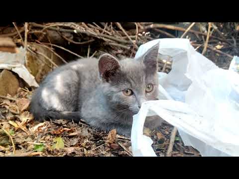 Video: Տնային կատուների ամենատարածված ցեղատեսակները