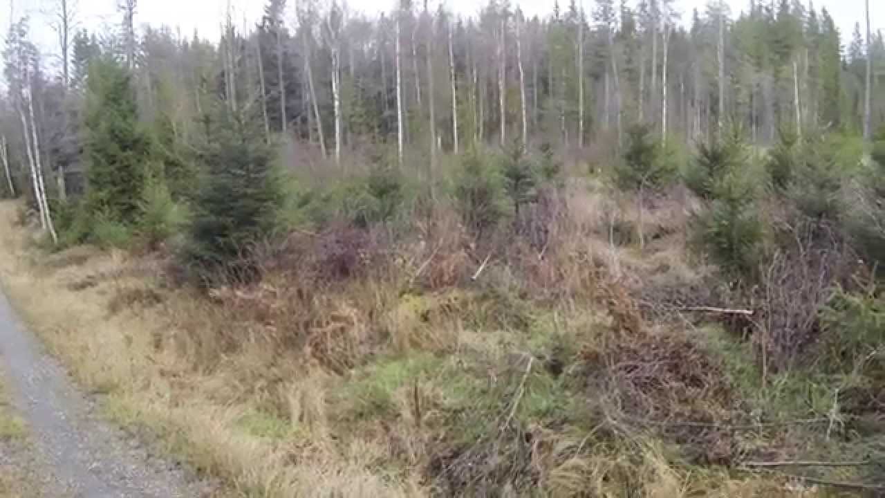 Rådjursjakt med drever (mitt första rådjur)