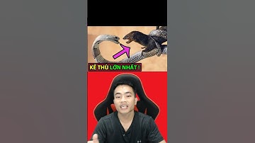 KẺ SĂN MỒI lớn nhất của RẮN HỔ MANG CHÚA - Động Vật Facts #shorts