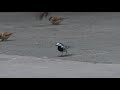 white wagtail أبو الفصاد