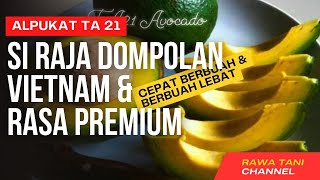 Alpukat Ta 21 Alpukat Premium, Berbuah Lebat Di Dataran Rendah I Rawa Tani