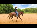 Aula de Doma - Corrigindo Cavalos Problemáticos