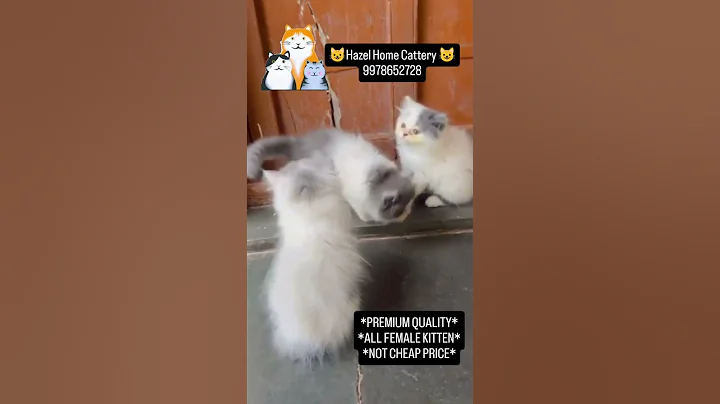 Watch the video about Premium.plush quelity all.female kitten3 cothalthy active3 kitten#cat #catlife #catsforsale