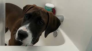 Pet friendly Myrtle Beach and surrounding areas