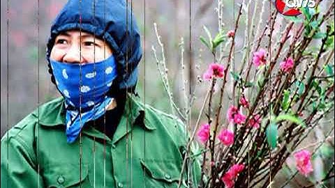 Lời tỏ tình của mùa xuân (Thanh Tùng), trình bày Ngọc Bích