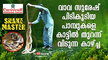 Wow! Super visuals of Vava Suresh releasing a group of rescued Snakes | Snakemaster | EP 385