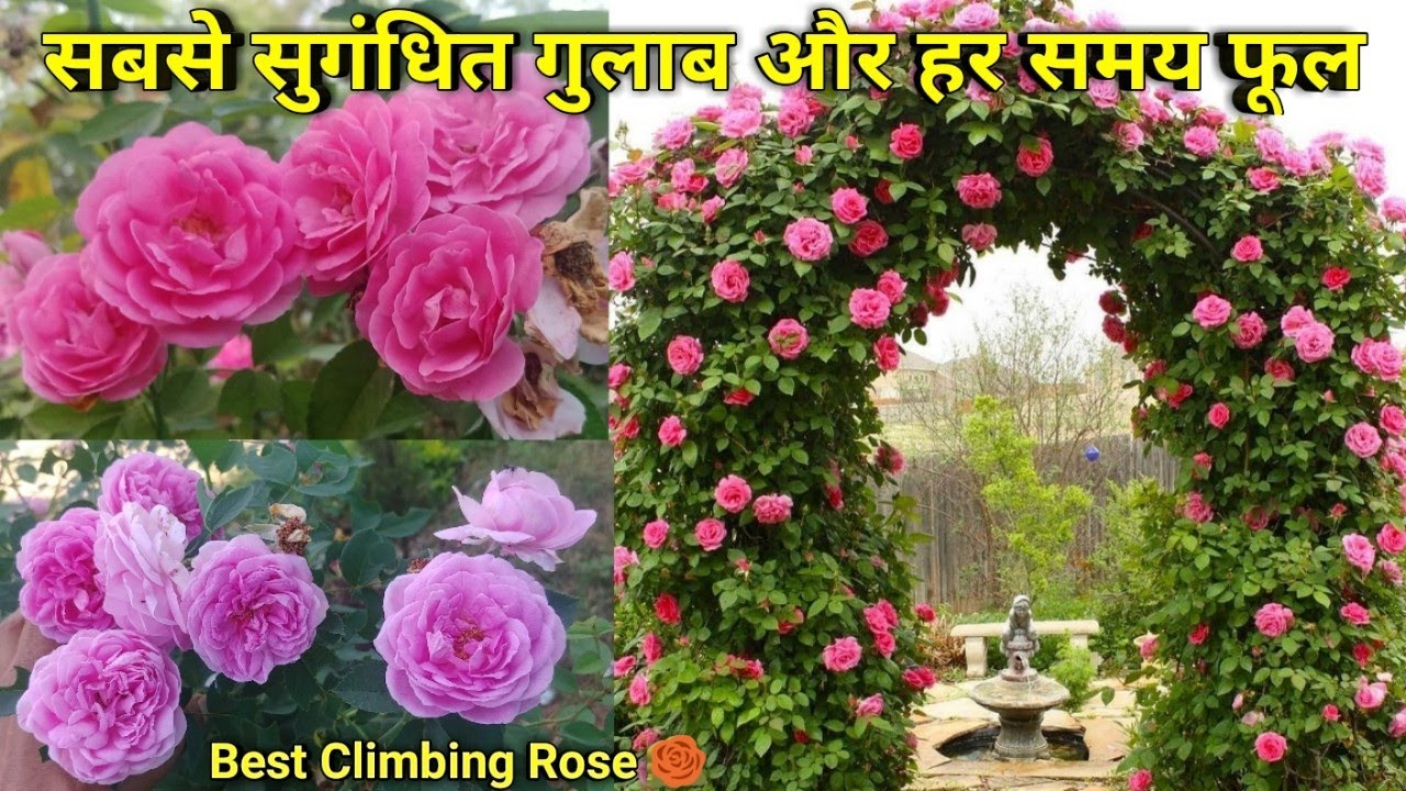 सबसे ज्यादा खुशबू वाला गुलाब | The most fragrant desi pink rose | Climbing rose