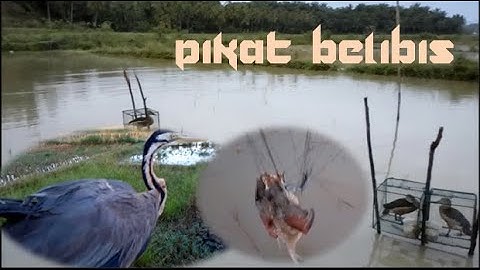 CARA MEMIKAT BURUNG BELIBIS DENGAN JARING PADA MALAM HARI || DAPAT BELIBIS BONUS DINOSAURUS RAWA