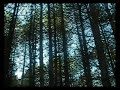 Brian Eno - In Dark Trees