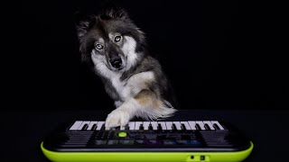 My Dog Learns to Play Piano in 2 Minutes!