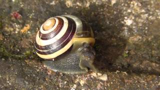 Snail moving right