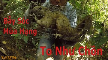 Bẫy Sóc Bông , Thăm Bẫy Sóc Vào Mùa Hạn - SQUIRREL TRAP _ Vạn Lý Do (Phần 45)