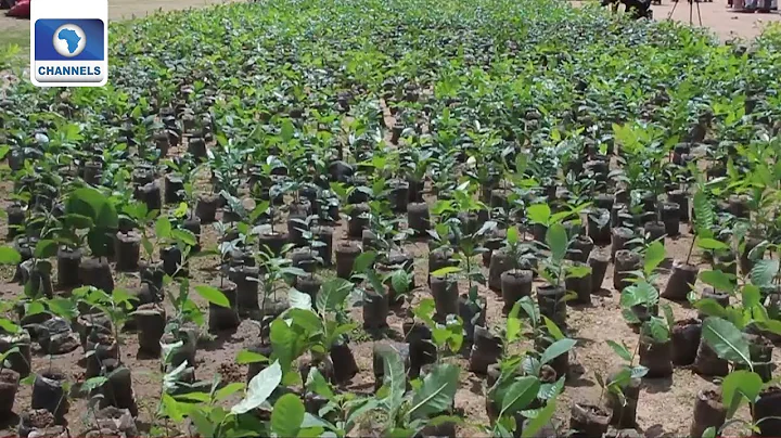 Adamawa Community Embarks On Tree Planting