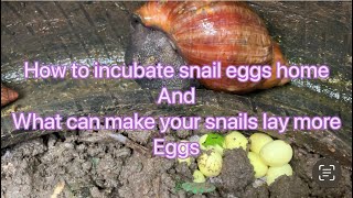 How to incubate Snail eggs and things that to do that help snails to lay eggs