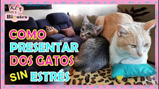 COMO INTRODUCIR UN SEGUNDO GATO EN CASA🏡 COMO PRESENTAR A DOS GATOS SIN ESTRÉS by Kloy & Bigotes 15,067 views 1 year ago 15 minutes