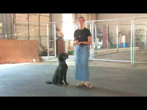 How to Make a Dog Work for Food