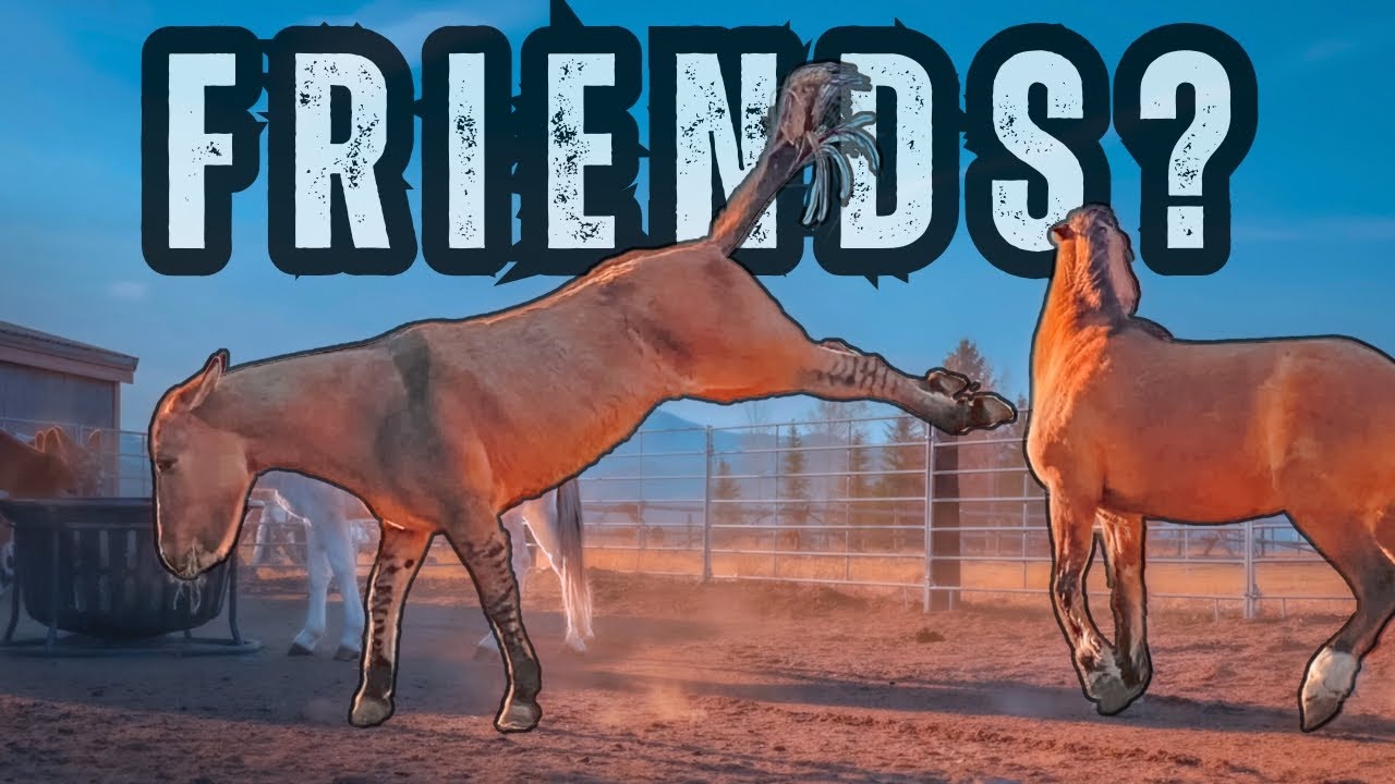 Wild Mustang Joins Our Herd!