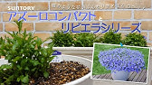 お花 アズーロコンパクトを毎年楽しむ裏技 ロベリア Youtube