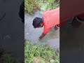 kuchiaa dhora santali video 2025 #viralvideo #santalirstatus #newsantalivideo #langdeenej #dance