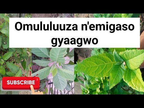 Omululuuza Gweeguno Omusujja Gw Omubyenda Obutwa Ekkundi Eligaanye Okuziba Ensundo Mu Nabunnya 