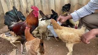 How to raise chickens for meat and eggs || How to raise free range chickens for profit |