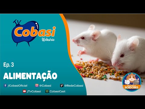 Alimentação ideal para roedores | Pequenos Roedores Cobasi Ep. 3