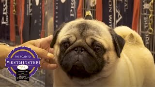 Road to Westminster (RTW): Best of Breed Minute Pug