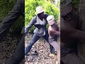RED HANDED KWA MUEMBE YA SHAMBA YA UNCLE WA MAJUU 🤣🤣#comedyvideo #comedy #kenyantiktok #funny