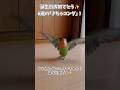 6歳でもキレッキレの｢きちゃコング｣！#コザクラインコ