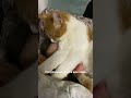 Натуральная маска в виде кота 😳