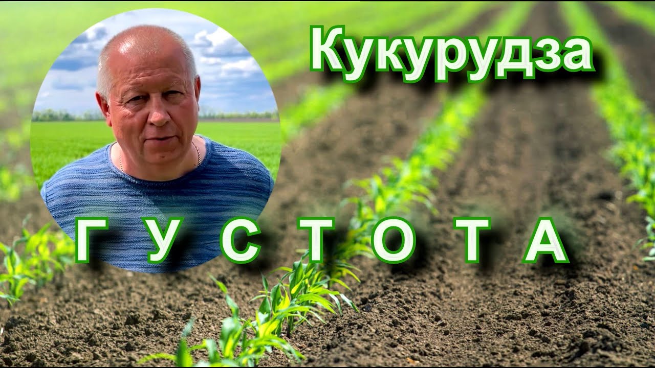 Кукурудза. Густота.