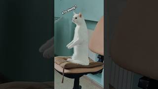 #моллівуд