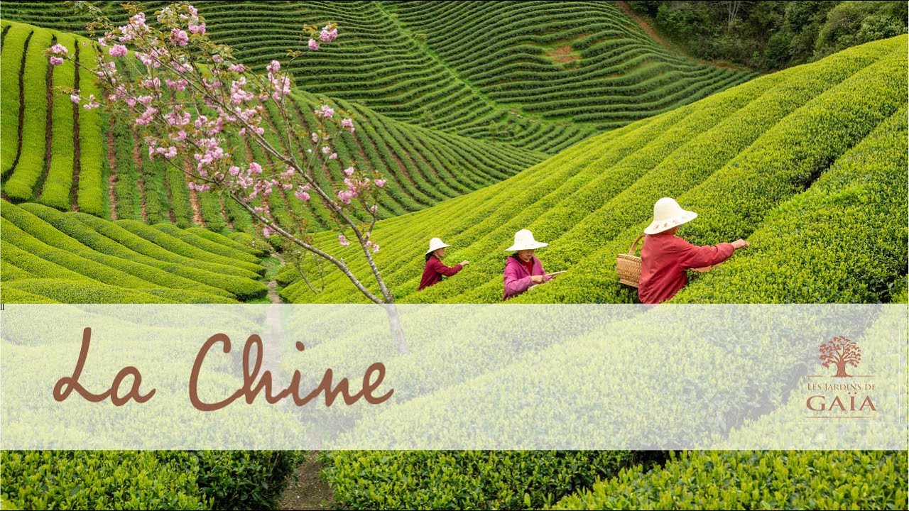 A la rencontre des producteurs de thé bio en Chine 🇨🇳