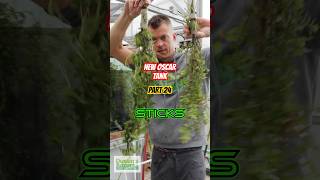 Dank Sticks