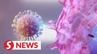 Explainer: How the coronavirus (SARS-CoV-2) infects human cells