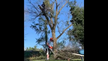 Tree Removal Time Lapse