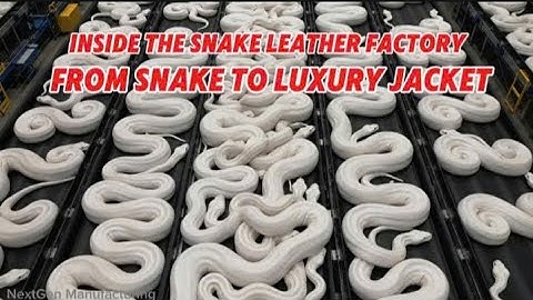 Inside the Snake Leather Factory : From Snake Skin to Luxury Jacket #SnakeLeather #PythonLeather