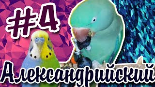 #4 ВСЕ О ПОПУГАЯХ! БОЛЕЗНИ ПОПУГАЕВ! КАК ВЫГУЛИВАТЬ ПОПУГАЕВ МУСОР И ПОМЕТ ПТИЦ #4 ВСЕ О ПОПУГАЯХ! БОЛЕЗНИ ПОПУГАЕВ! КАК ВЫГУЛИВАТЬ ПОПУГАЕВ МУСОР И ПОМЕТ ПТИЦ