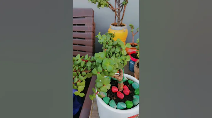 🌱5 best indoor plants 💕 for beginners #plantlover #indoorplanting #gardening #plants