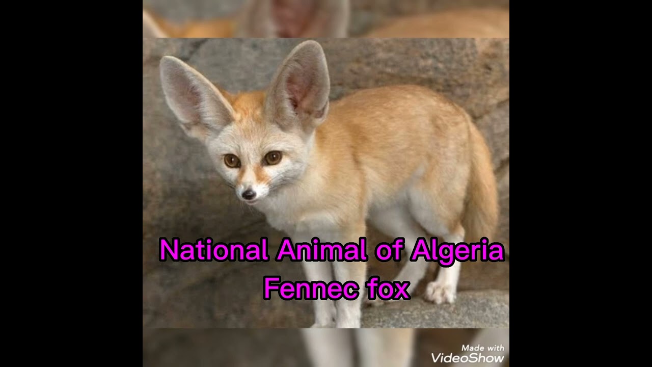 National Animal of Algeria ,fennec fox. #algeria #fennecfox - YouTube
