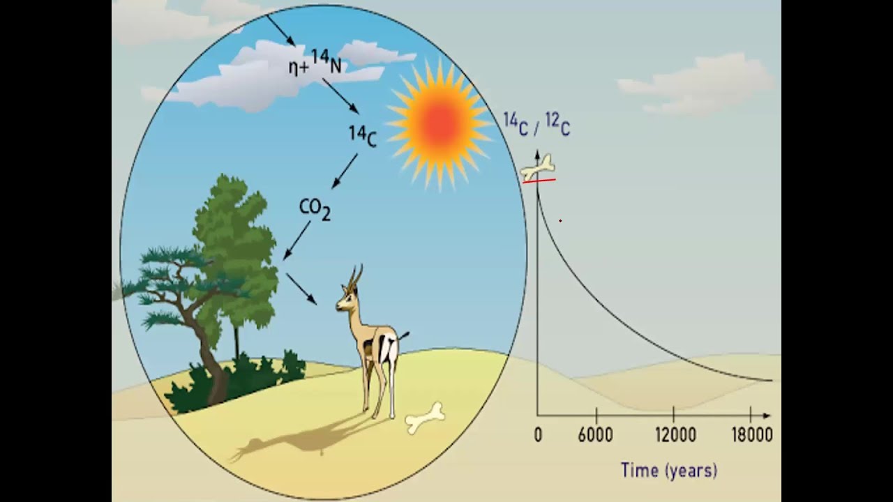 Время распада углерода. Метод радиоуглеродного датирования. Радиоуглеродный метод в археологии. Радиоуглеродный метод датирования в археологии. Радиоуглеродное датирование в палеонтологии.